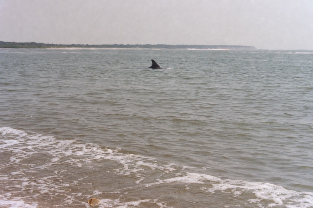 A bottlenose dolphin dorsal fin cutting through estuary water at a respectful distance from a boat, no text, no logos, no people