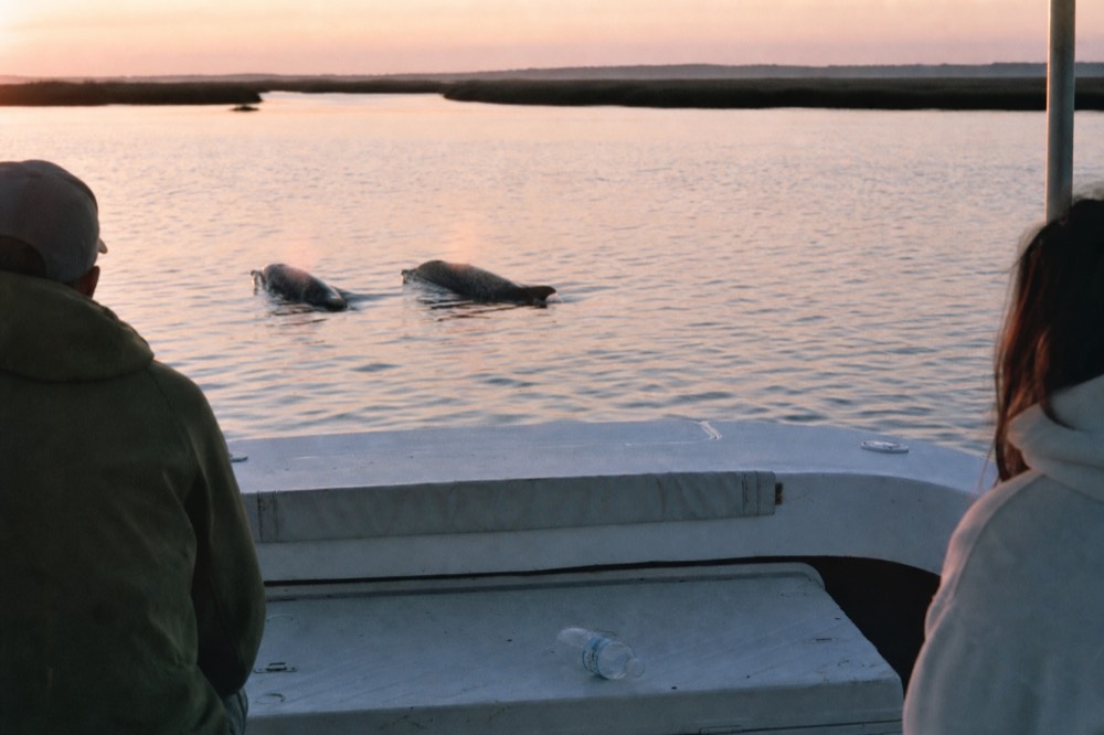 Two dolphins surfacing together in a wide coastal Georgia estuary at dawn, no text, no logos, no people