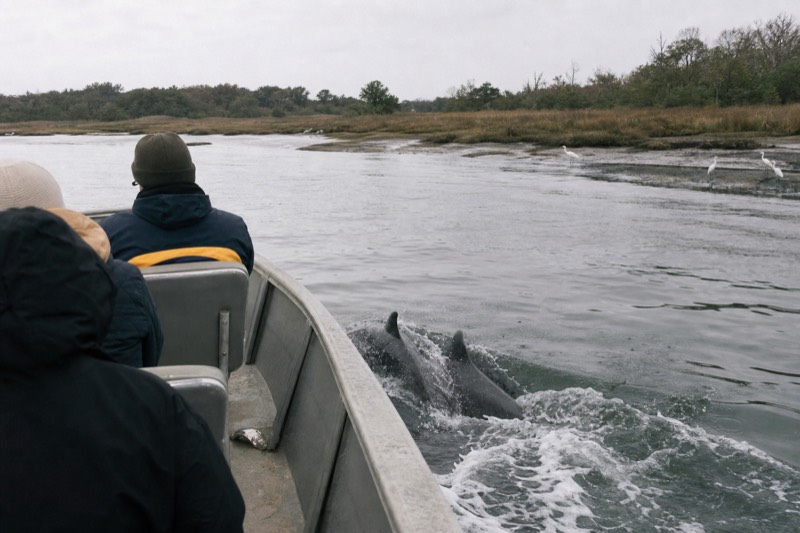 A dolphin fin breaking the surface of the Savannah River near a small tour boat's wake, departing from a resort dock on the Savannah River's north bank